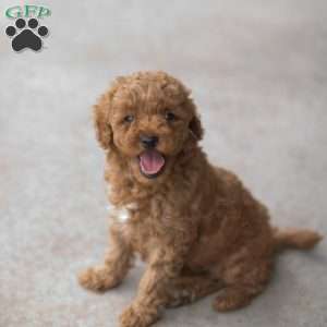 Fig, Mini Goldendoodle Puppy